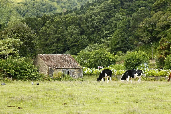 Europe, Portugal, Azores. Cows on Farm in the Azores