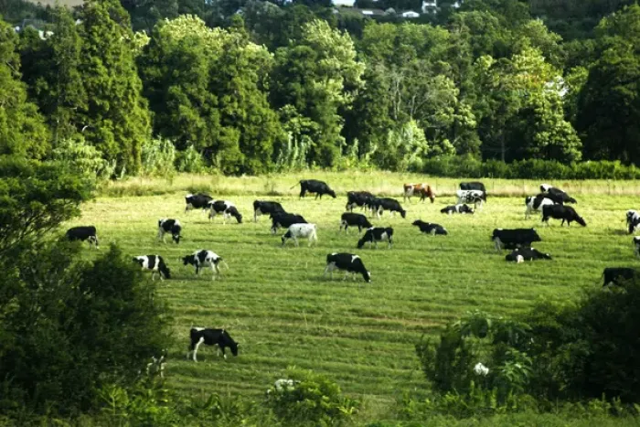 Framed Print : Europe, Portugal, Azores. Cows and pastural landscape of Ponta Delgada, Azores
