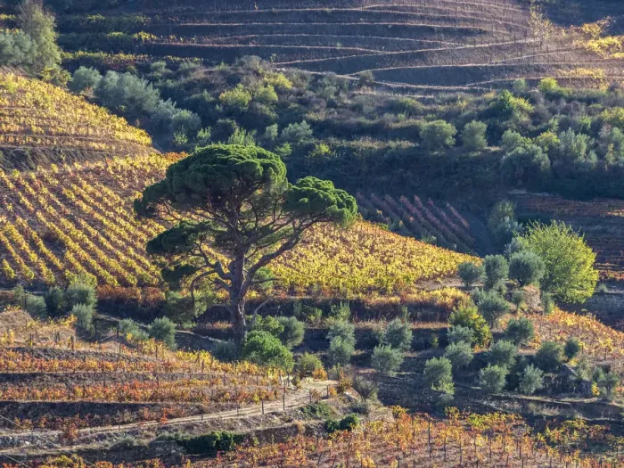 Framed Print : Europe, Portugal, Douro Valley. The vineyards in autumn on terraced hillside
