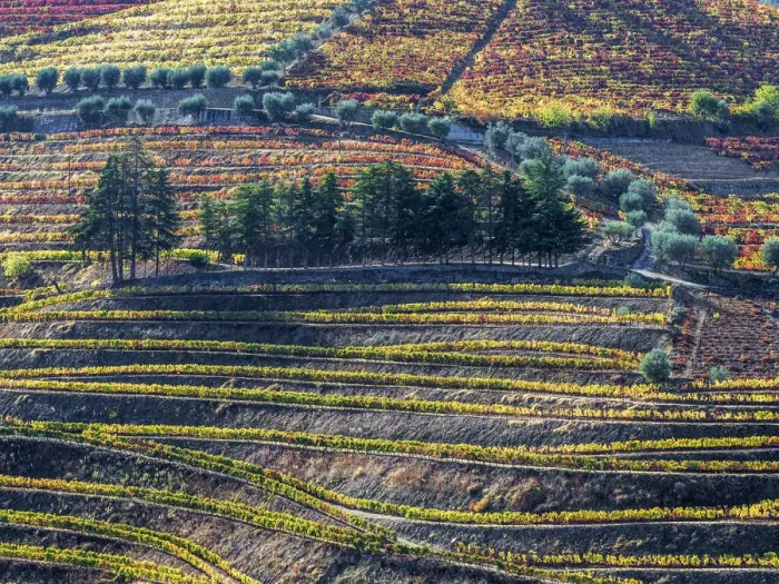 Framed Print : Europe, Portugal, Douro Valley. The vineyards in autumn on terraced hillside Framed Print : Europe, Portugal, Douro Valley. The vineyards in autumn on terraced hillside