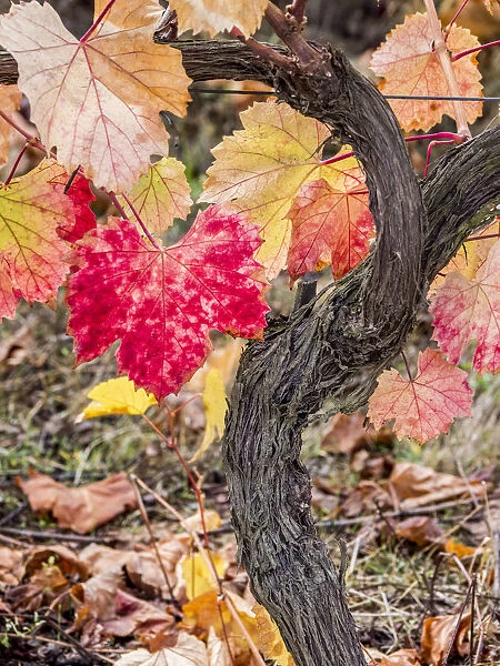 Europe, Portugal, Douro Valley. A close-up of a red leaf in a vineyard on the hills in autumn