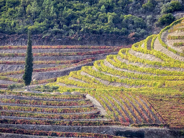 Europe, Portugal, Douro Valley. The vineyards in autumn on terraced hillside