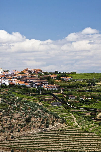 Europe; Portugal; Duoro Valley; Terraced Vineyards linning the hills of the Duoro Valley