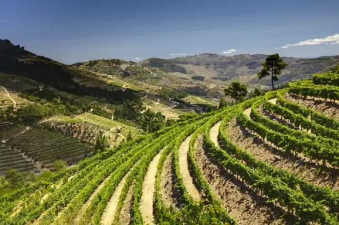 Framed Print : Europe; Portugal; Duoro Valley; Terraced Vineyards linning the hills of the Duoro Valley Framed Print : Europe; Portugal; Duoro Valley; Terraced Vineyards linning the hills of the Duoro Valley