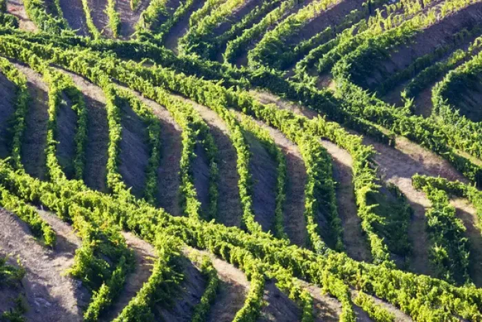 Framed Print : Europe; Portugal; Duoro Valley; Terraced Vineyards linning the hills of the Duoro Valley Framed Print : Europe; Portugal; Duoro Valley; Terraced Vineyards linning the hills of the Duoro Valley