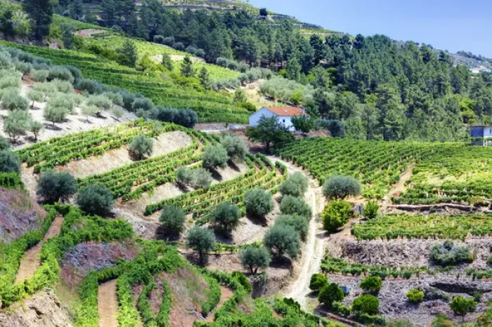 Framed Print : Europe; Portugal; Duoro Valley; Terraced Vineyards linning the hills of the Duoro Valley Framed Print : Europe; Portugal; Duoro Valley; Terraced Vineyards linning the hills of the Duoro Valley