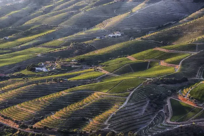 Framed Print : Europe; Portugal; Duoro Valley; Terraced Vineyards linning the hills of the Duoro Valley Framed Print : Europe; Portugal; Duoro Valley; Terraced Vineyards linning the hills of the Duoro Valley