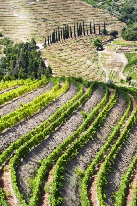 Framed Print : Europe; Portugal; Duoro Valley; Terraced Vineyards linning the hills of the Duoro Valley Framed Print : Europe; Portugal; Duoro Valley; Terraced Vineyards linning the hills of the Duoro Valley