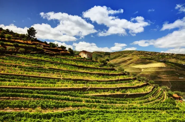 Framed Print : Europe; Portugal; Duoro Valley; Terraced Vineyards linning the hills of the Duoro Valley Framed Print : Europe; Portugal; Duoro Valley; Terraced Vineyards linning the hills of the Duoro Valley
