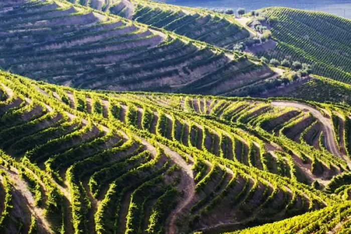 Framed Print : Europe; Portugal; Duoro Valley; Terraced Vineyards linning the hills of the Duoro Valley Framed Print : Europe; Portugal; Duoro Valley; Terraced Vineyards linning the hills of the Duoro Valley