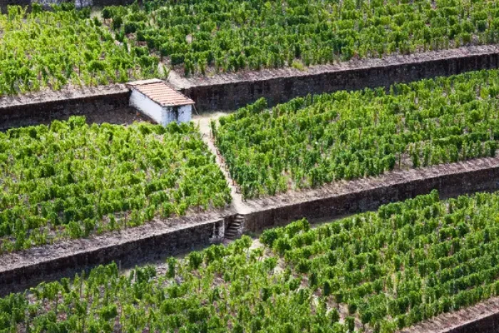 Framed Print : Europe; Portugal; Duoro Valley; Terraced Vineyards linning the hills of the Duoro Valley