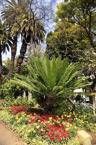 Europe, Portugal, Madeira. Funchal Municipal Garden