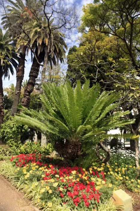 Framed Print : Europe, Portugal, Madeira. Funchal Municipal Garden Framed Print : Europe, Portugal, Madeira. Funchal Municipal Garden