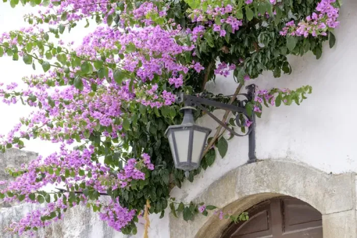 Framed Print : Europe, Portugal, Obidos. Arched doorway with Purple Bougainvillea and wrought Iron