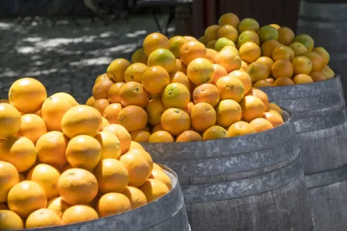 Framed Print : Europe, Portugal, Obidos. Barrels of Navel oranges for sale Framed Print : Europe, Portugal, Obidos. Barrels of Navel oranges for sale