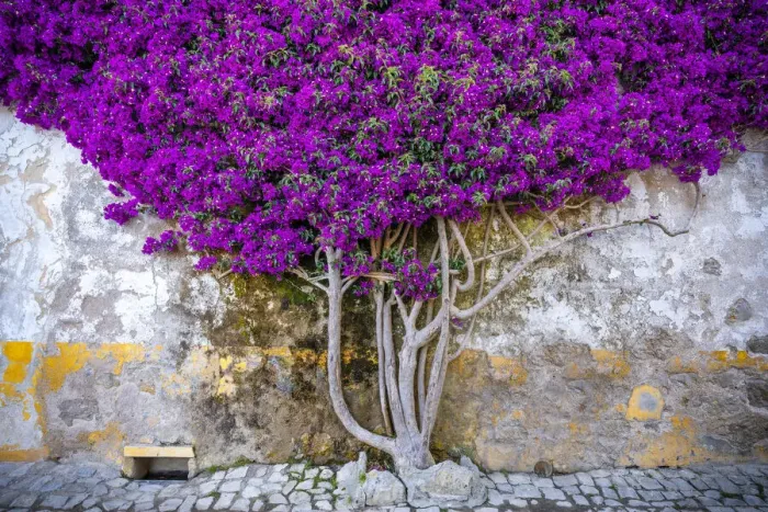 Framed Print : Europe, Portugal, Obidos. Bougainvillea plant on house wall Framed Print : Europe, Portugal, Obidos. Bougainvillea plant on house wall