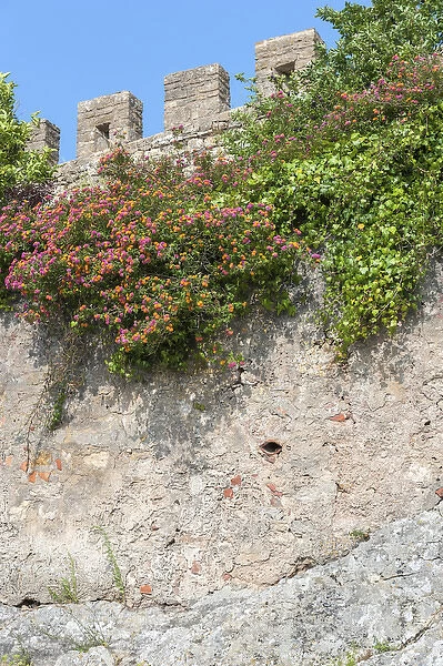 Europe, Portugal, Obidos, flowering plant and vine on battlement wall