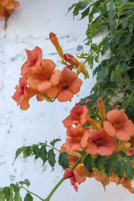 Framed Print : Europe, Portugal, Obidos, orange trumpet creeper Framed Print : Europe, Portugal, Obidos, orange trumpet creeper