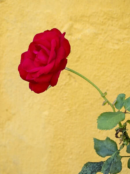 Europe, Portugal, Obidos. red rose growing against a bright yellow painted home