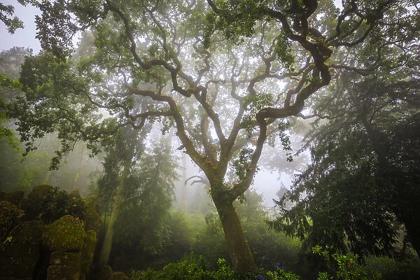 Europe, Portugal, Sintra. Forest in fog. Credit as: Jim Nilsen  /  Jaynes Gallery  /  DanitaDelimont