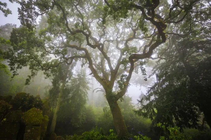 Framed Print : Europe, Portugal, Sintra. Forest in fog. Credit as: Jim Nilsen / Jaynes Gallery / DanitaDelimont Framed Print : Europe, Portugal, Sintra. Forest in fog. Credit as: Jim Nilsen / Jaynes Gallery / DanitaDelimont