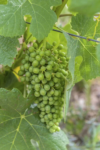 Europe, Portugal, Valenca do Douro, port wine grapes at Sandeman vineyard