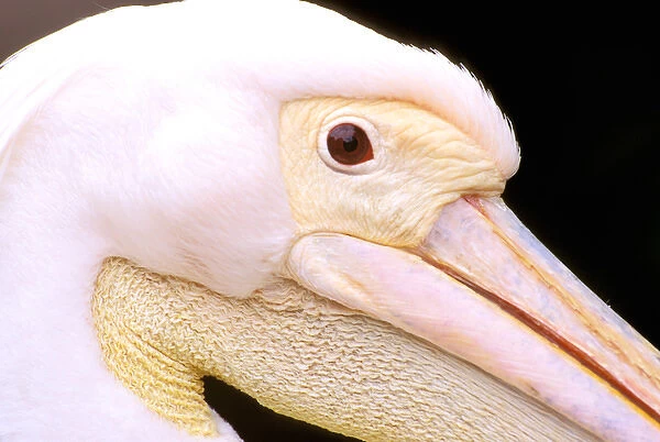 Europe, Romania, Delta Dunarii, Pink-Backed Pelican (Pelecanus Rufescens)