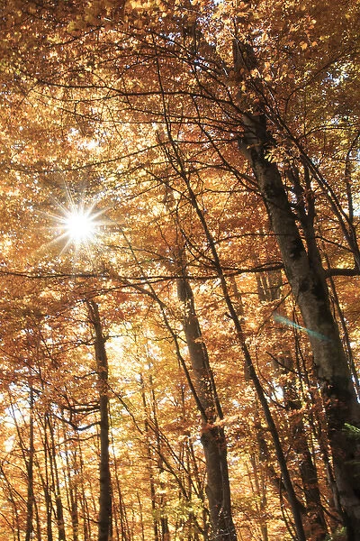 Europe, Romania, Transylvania. Carpathian Mountains fall (Autumn) colors. Brasov