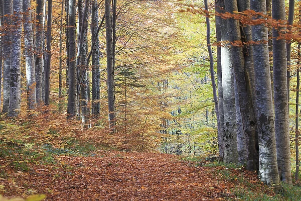 Europe, Romania, Transylvania. Carpathian Mountains fall (Autumn) colors. Brasov