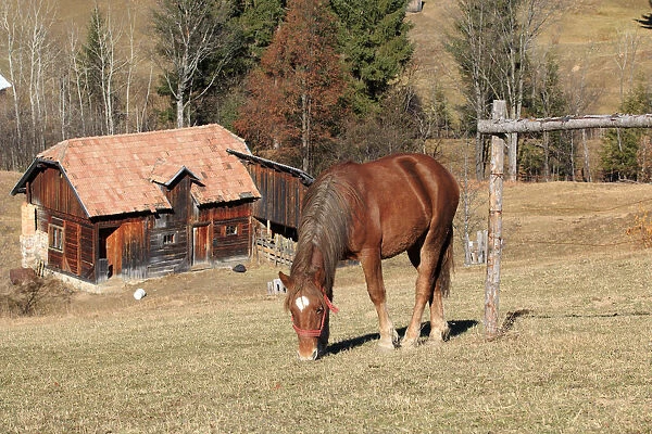 Europe, Romania, Transylvania, Carpathian Mountains, Piatra Craiului National Park. Horse