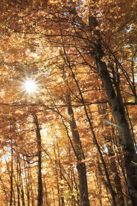 Framed Print : Europe, Romania, Transylvania. Carpathian Mountains fall (Autumn) colors. Brasov