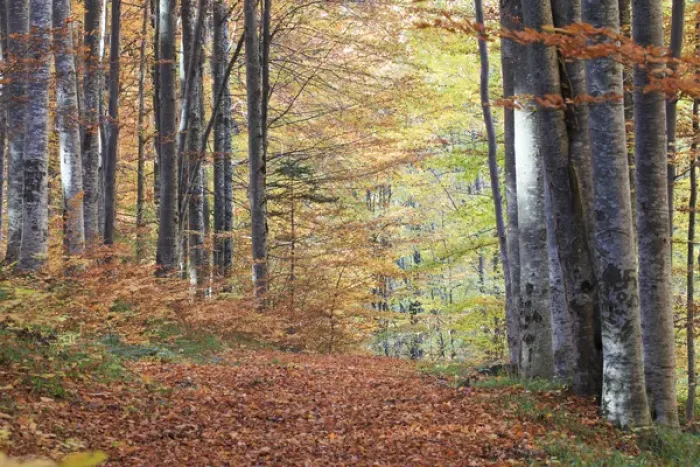 Framed Print : Europe, Romania, Transylvania. Carpathian Mountains fall (Autumn) colors. Brasov Framed Print : Europe, Romania, Transylvania. Carpathian Mountains fall (Autumn) colors. Brasov