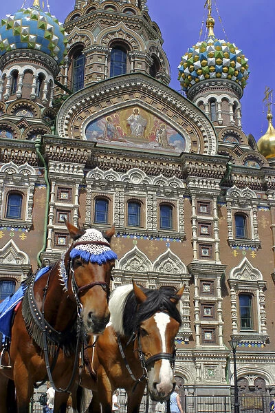 Europe, Russia, St. Petersburg. Horses outside the Church of the Spilled Blood