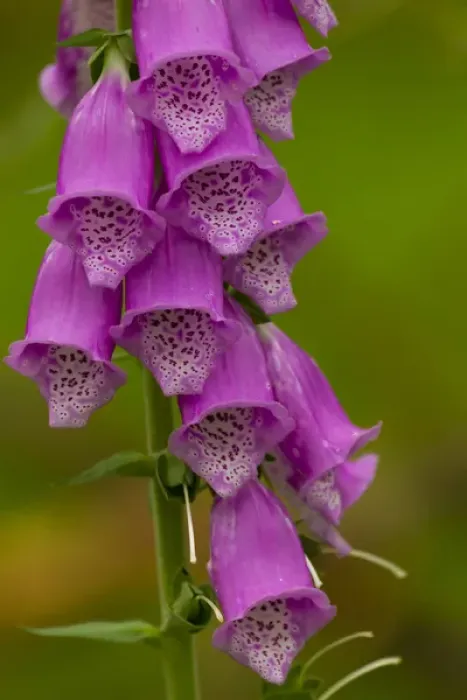 Framed Print : Europe, Scotland, Cairngorm National Park. Close-up of foxglove flowers. Credit as Framed Print : Europe, Scotland, Cairngorm National Park. Close-up of foxglove flowers. Credit as