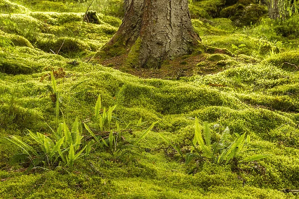Europe, Scotland, Cairngorm National Park