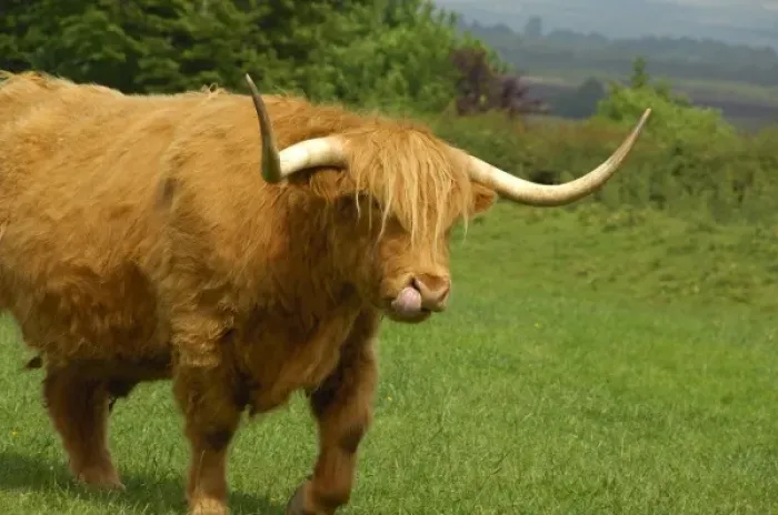 Framed Print : Europe, Scotland, Gretna Green. Highland cow. THIS IMAGE RESTRICTED - Not available to U Framed Print : Europe, Scotland, Gretna Green. Highland cow. THIS IMAGE RESTRICTED - Not available to U