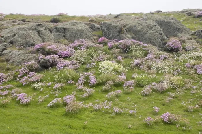 Framed Print : Europe, Scotland, Isle of May. Scenic of pink and white wildflowers and lichen-covered boulders Framed Print : Europe, Scotland, Isle of May. Scenic of pink and white wildflowers and lichen-covered boulders