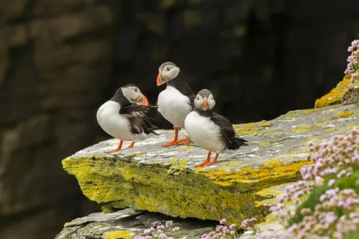 Framed Print : Europe, Scotland, Shetland Islands. Atlantic puffins on ledge Framed Print : Europe, Scotland, Shetland Islands. Atlantic puffins on ledge
