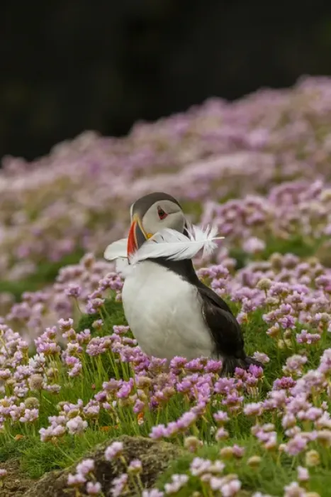 Framed Print : Europe, Scotland, Shetland Islands. Atlantic puffin with feather in beak. Credit as