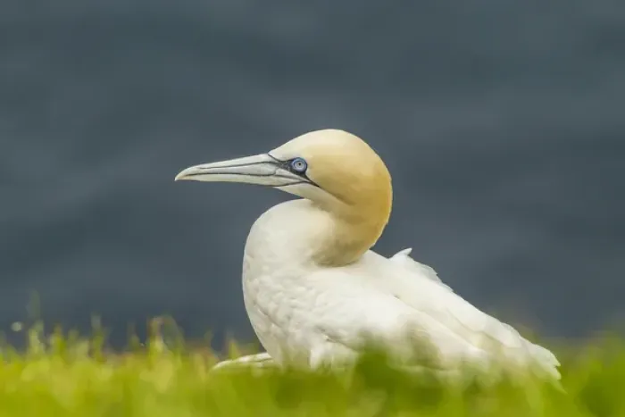 Framed Print : Europe, Scotland, Shetland Islands. Close-up of northern gannet Framed Print : Europe, Scotland, Shetland Islands. Close-up of northern gannet