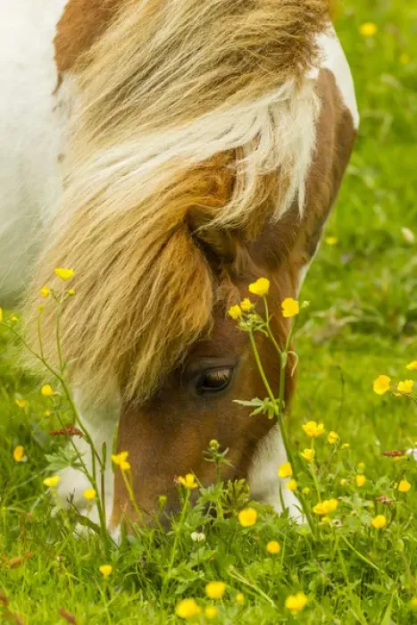 Framed Print : Europe, Scotland, Shetland Islands. Shetland pony eating Framed Print : Europe, Scotland, Shetland Islands. Shetland pony eating