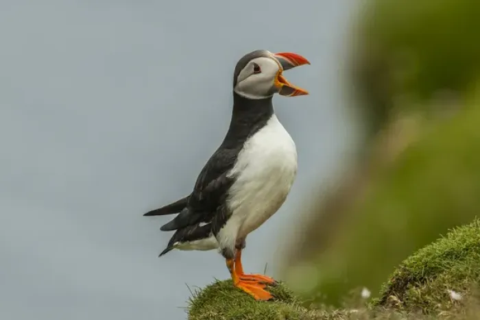 Framed Print : Europe, Scotland, Shetland Islands. Atlantic puffin calling Framed Print : Europe, Scotland, Shetland Islands. Atlantic puffin calling