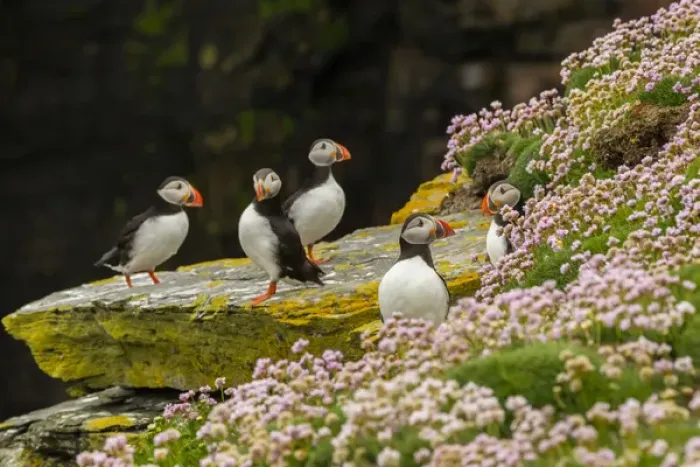 Framed Print : Europe, Scotland, Shetland Islands. Atlantic puffins on ledge Framed Print : Europe, Scotland, Shetland Islands. Atlantic puffins on ledge