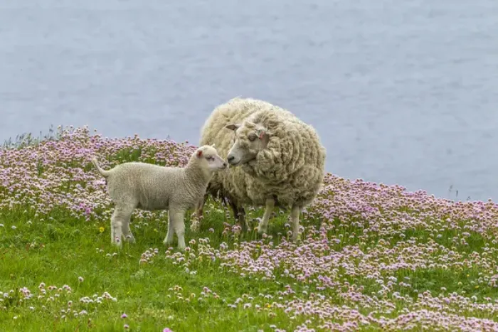 Framed Print : Europe, Scotland, Shetland Islands. Ewe mother and lamb Framed Print : Europe, Scotland, Shetland Islands. Ewe mother and lamb