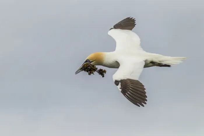 Framed Print : Europe, Scotland, Shetland Islands. Flying gannet with nesting material. Credit as Framed Print : Europe, Scotland, Shetland Islands. Flying gannet with nesting material. Credit as
