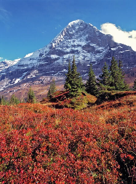 Europe, Switzerland, Eiger. Vibrant red foliage colors the trail below the Eiger