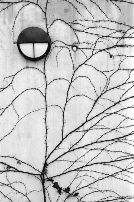 Framed Print : Europe, Switzerland, Lucerne. Ivy pattern on wall Framed Print : Europe, Switzerland, Lucerne. Ivy pattern on wall