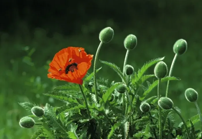 Framed Print : Europe, Switzerland, Zermatt. Bees buzz around a bright red poppy in Zermatt, Switzerland Framed Print : Europe, Switzerland, Zermatt. Bees buzz around a bright red poppy in Zermatt, Switzerland