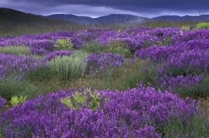 Framed Print : Europe, Turkey, Cappadocia. Rural landscape and wildflowers Framed Print : Europe, Turkey, Cappadocia. Rural landscape and wildflowers