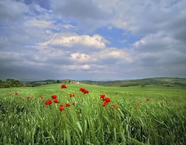 Europe, Tuscany, Poggiolo. Red poppies sway under a churning summer sky in Poggiolo, Tuscany, Italy